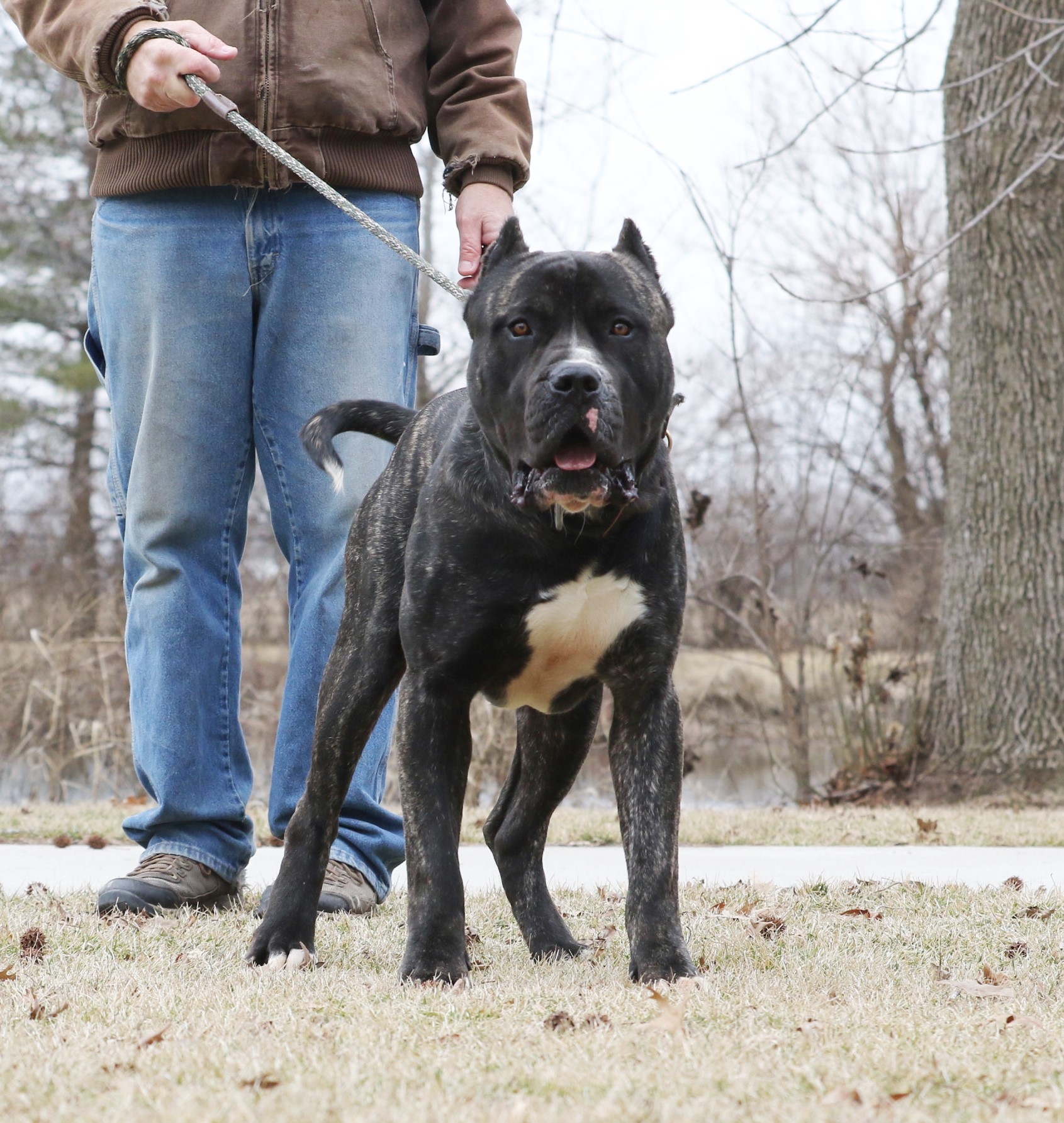 Presa Canario: The Ultimate Guard Dog Experience, image size:1691x1785