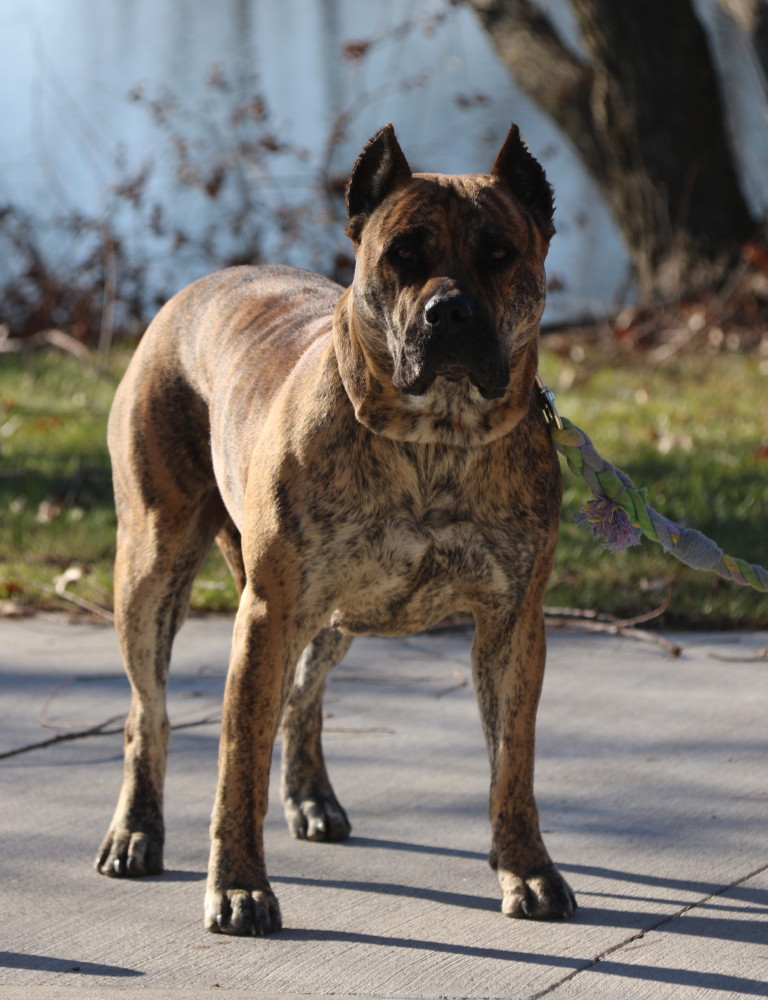 Presa Canarios of Cabeza Grande | Cabeza Grande Kennel