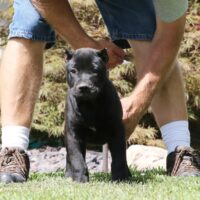 Black10wks0z4a1670 Inpixio