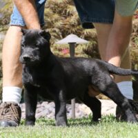 Black10wks0z4a1676 Inpixio