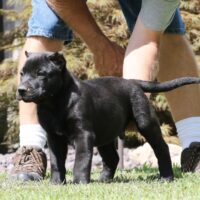 Black10wks0z4a1681 Inpixio