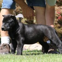 Black10wks0z4a1700 Inpixio