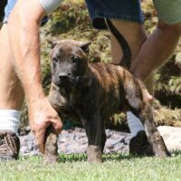 Blue10wks0z4a1629 Inpixio