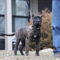 Blue16wks0z4a4968 Inpixio