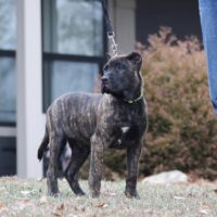 Blue16wks0z4a4972 Inpixio