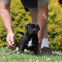 Blue5.5wks0z4a7650 Inpixio