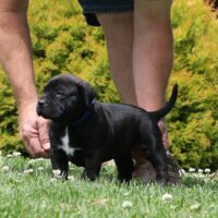Blue5.5wks0z4a7666 Inpixio