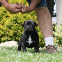 Blue5.5wks0z4a7693 Inpixio