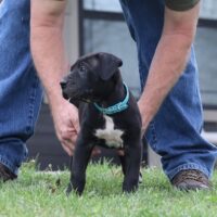 Blue6.5wks0z4a7080 Inpixio