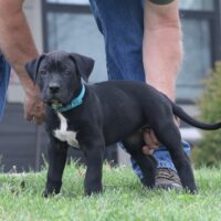 Blue6.5wks0z4a7092 Inpixio