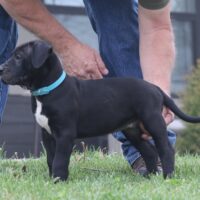 Blue6.5wks0z4a7104 Inpixio