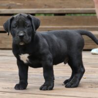Blue7wks0z4a6277 Inpixio