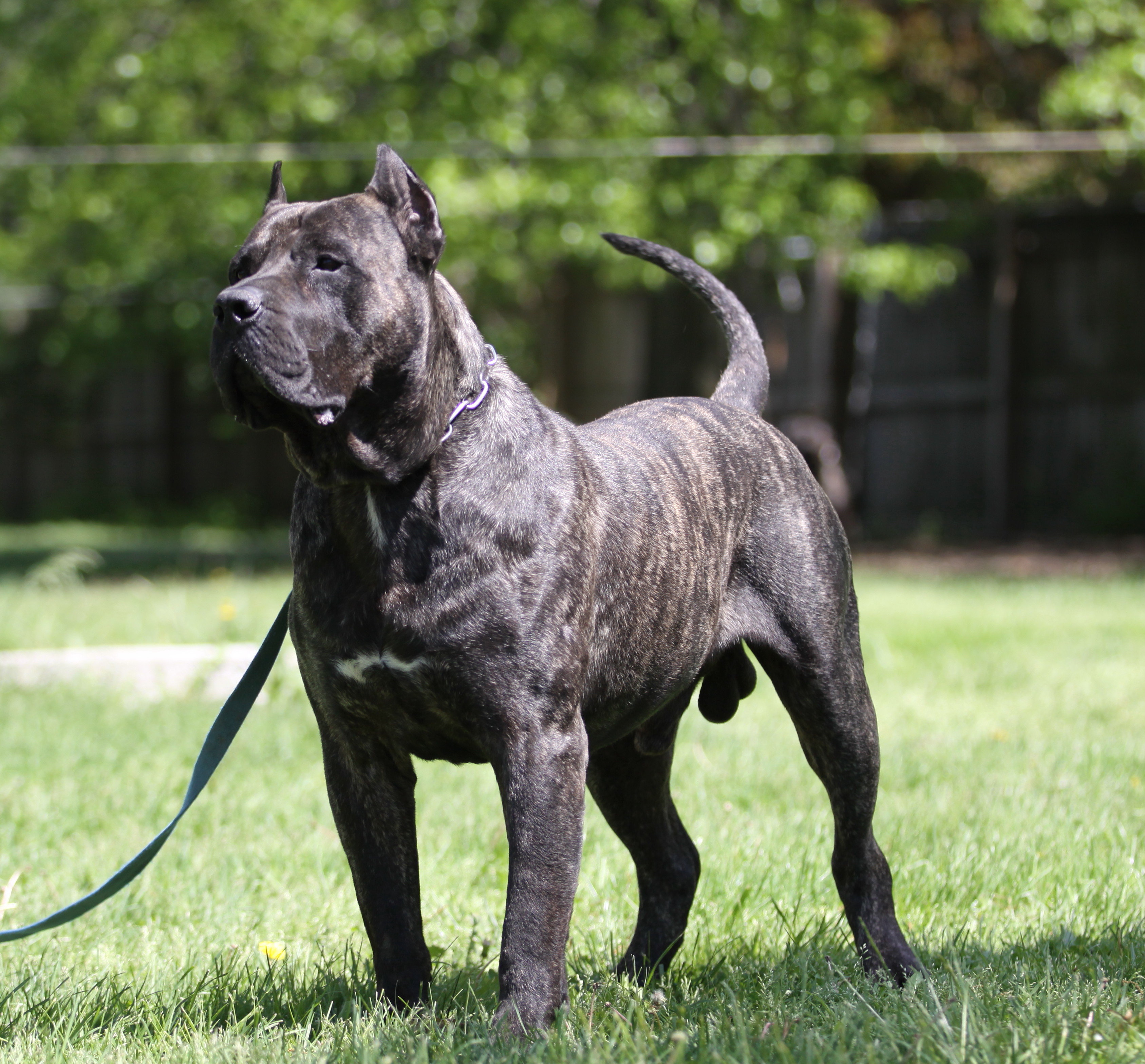 Cabeza Grande Kennel - Presa Canario 