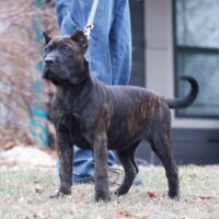 Ltpink16wks0z4a5245 Inpixio