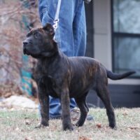 Ltpink16wks0z4a5257 Inpixio