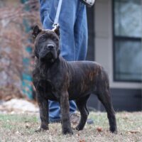 Ltpink16wks0z4a5258 Inpixio