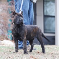 Ltpink16wks0z4a5259 Inpixio