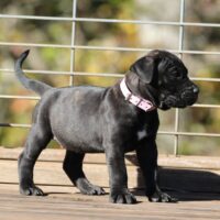 Ltpink5.5wks0z4a2350 Inpixio