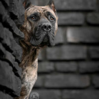 Messenger Creation 66ada7b0 F8da 4f85 B95a 631f3fdd8830