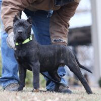 Mustard16wks0z4a5009 Inpixio