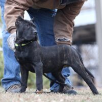 Mustard16wks0z4a5017 Inpixio