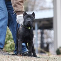 Mustard16wks0z4a5031 Inpixio