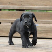 Notail7wks0z4a6561 Inpixio