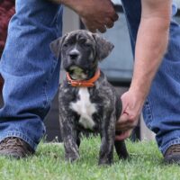 Orange6.5wks0z4a7299 Inpixio