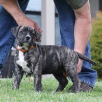 Orange6.5wks0z4a7340 Inpixio