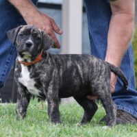 Orange6.5wks0z4a7345 Inpixio