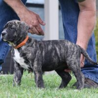 Orange6.5wks0z4a7353 Inpixio