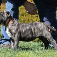 Orange9wks0z4a7800 Inpixio