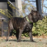 Pink16.5wks0z4a5318 Inpixio