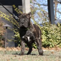 Pink16.5wks0z4a5333 Inpixio