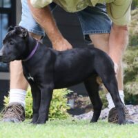 Purple14wks0z4a2169 Inpixio
