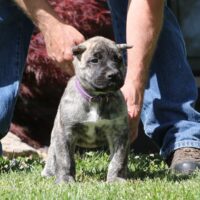 Purple8wks0z4a8994 Inpixio