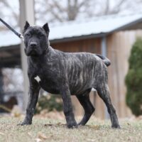 Red16wks0z4a4878 Inpixio