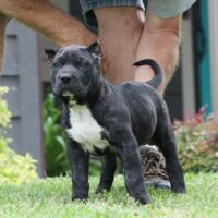 Silver7.5wks0z4a9515 Inpixio