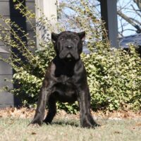 Tan16.5wks0z4a5369 Inpixio