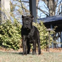 Tan16.5wks0z4a5413 Inpixio