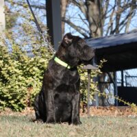 Tan16.5wks0z4a5438 Inpixio