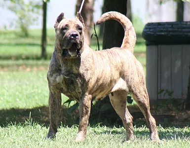 Presa Canario Temperament