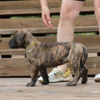 Yellow7wks0z4a6436 Inpixio