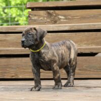 Yellow7wks0z4a6464 Inpixio