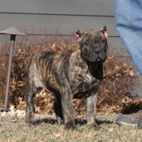 Yellow8.5wks0z4a6091 Inpixio