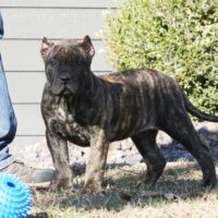 Yellow8.5wks0z4a6112 Inpixio