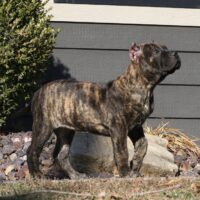 Yellow8.5wks0z4a6152 Inpixio