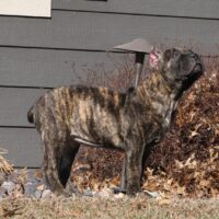 Yellow8.5wks0z4a6162 Inpixio