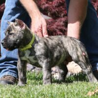 Yellow8wks0z4a8913 Inpixio