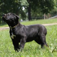 Yellow8wks0z4a9692 Inpixio